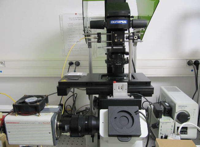 Microscopie électronique et cryofracture - Transform